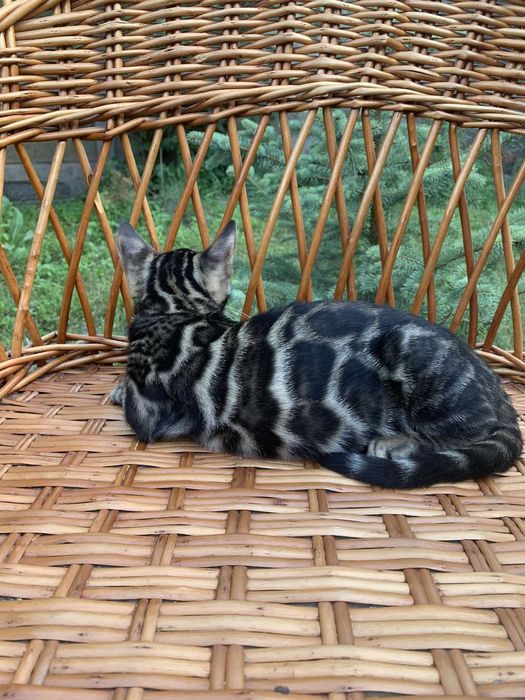 Эксклюзивный бенгальский котик 3,5 мес