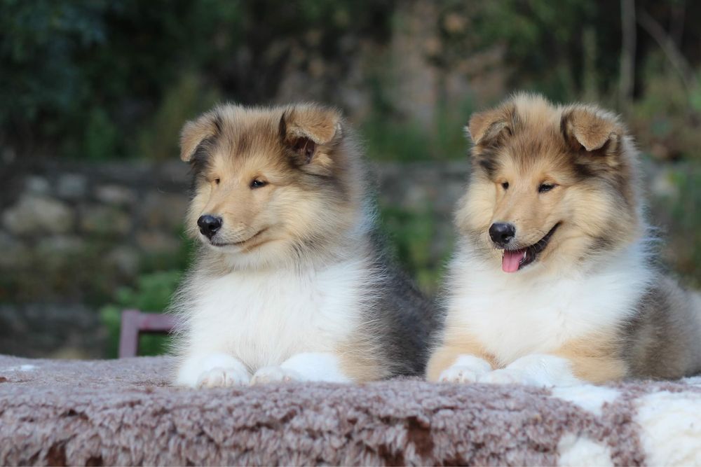 Щенки колли