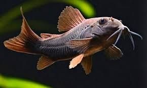 Коридорас блек Венесуела рибка акваріумна