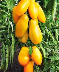 Семена томатов домашние