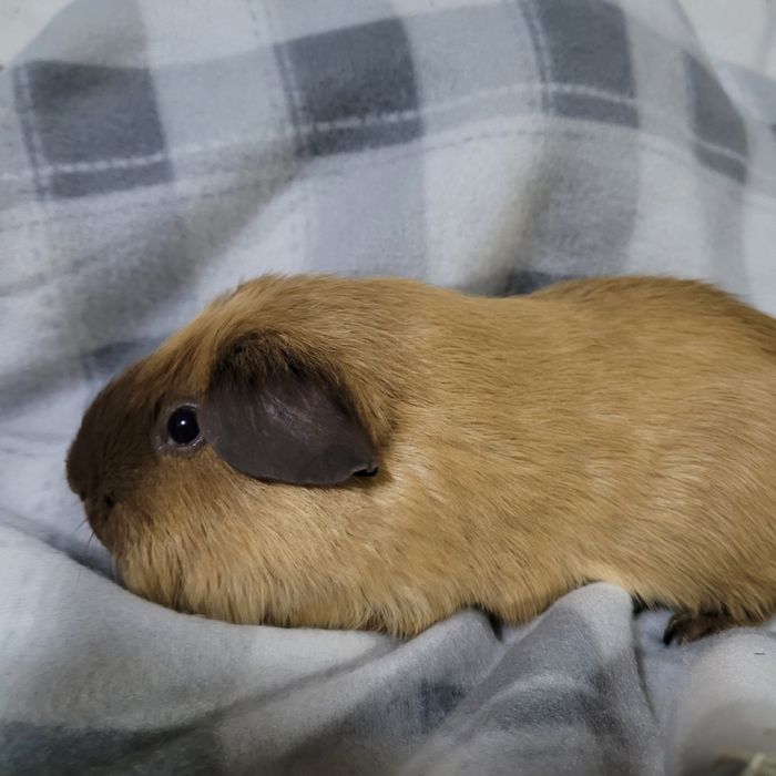 Świnka morska gładkowłosa samiec