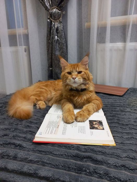 Молодий Мейн Кун в'язка