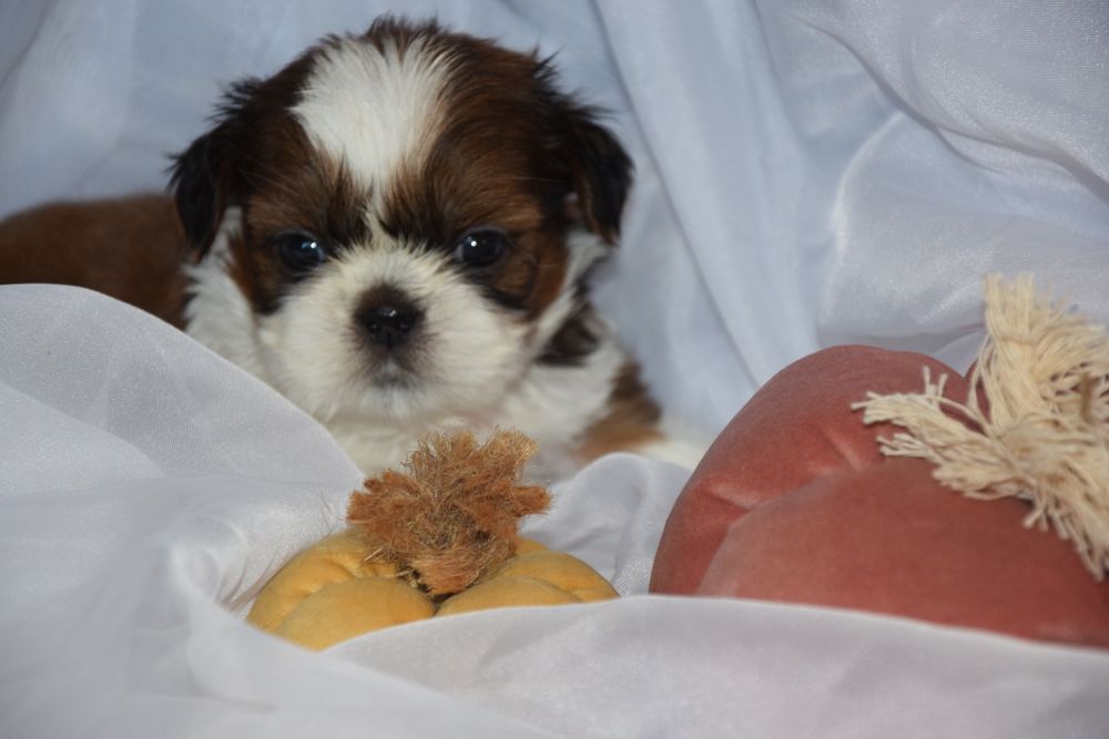 Felix pies chłopczyk Shih Tzu piękny szczeniak rodowód