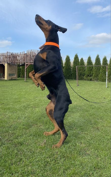 Doberman szczeniak suczka