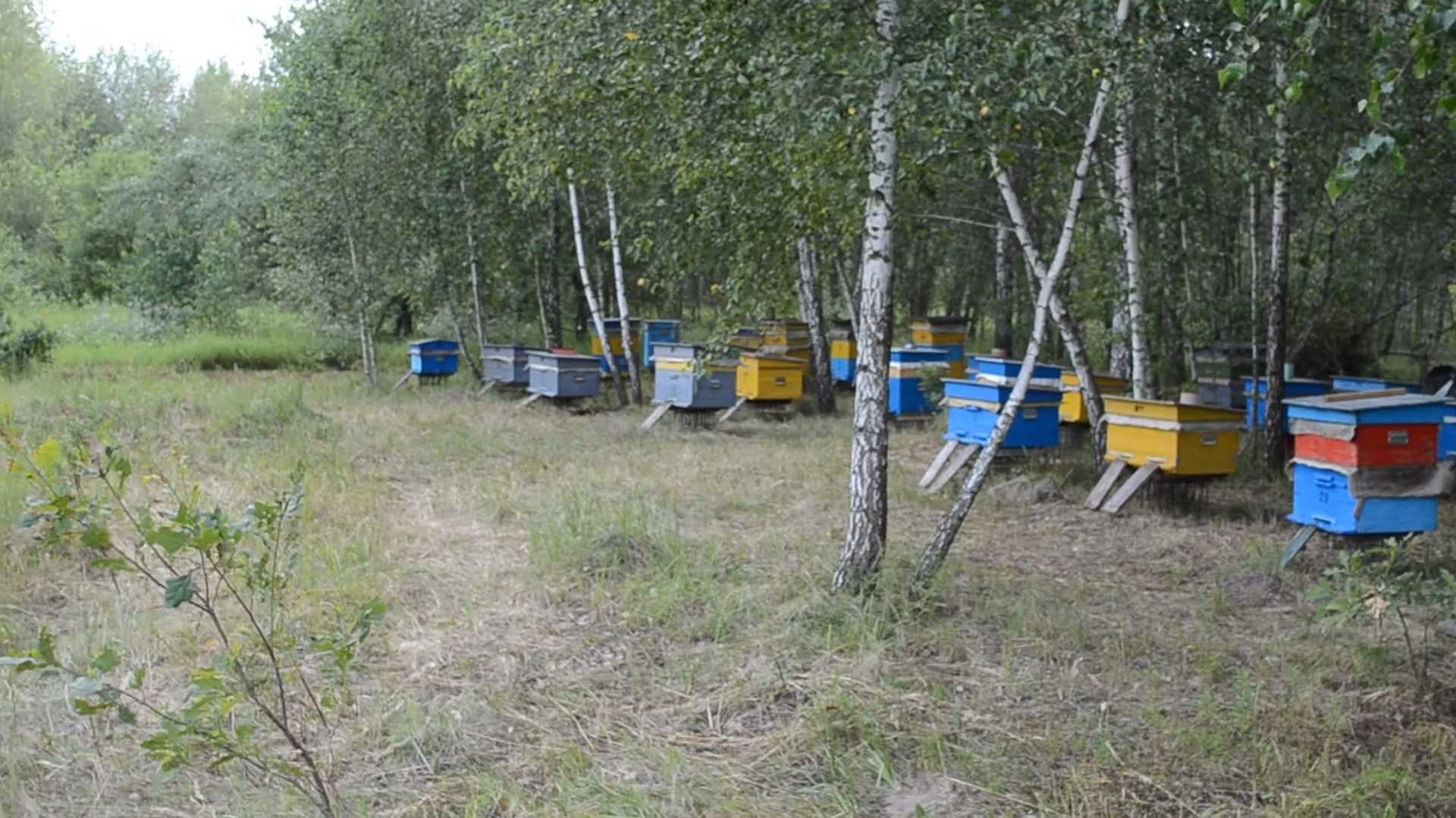 Продам бджіл сім'ями, пчелосемьи