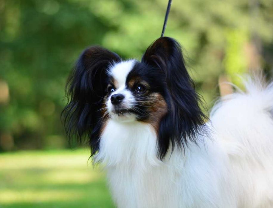 Papillon - piękny piesek Champion FCI