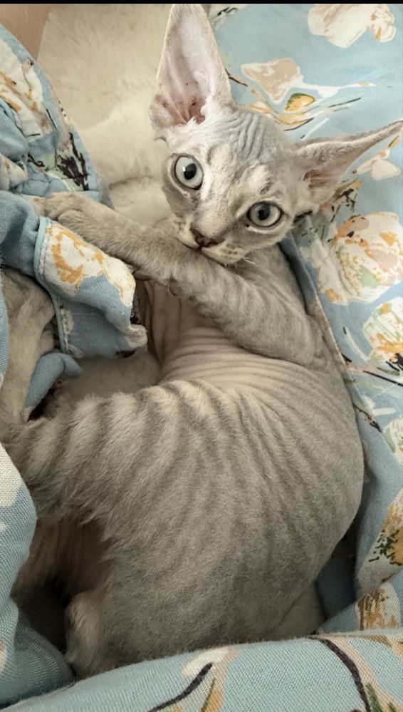 Devon Rex z miotu G