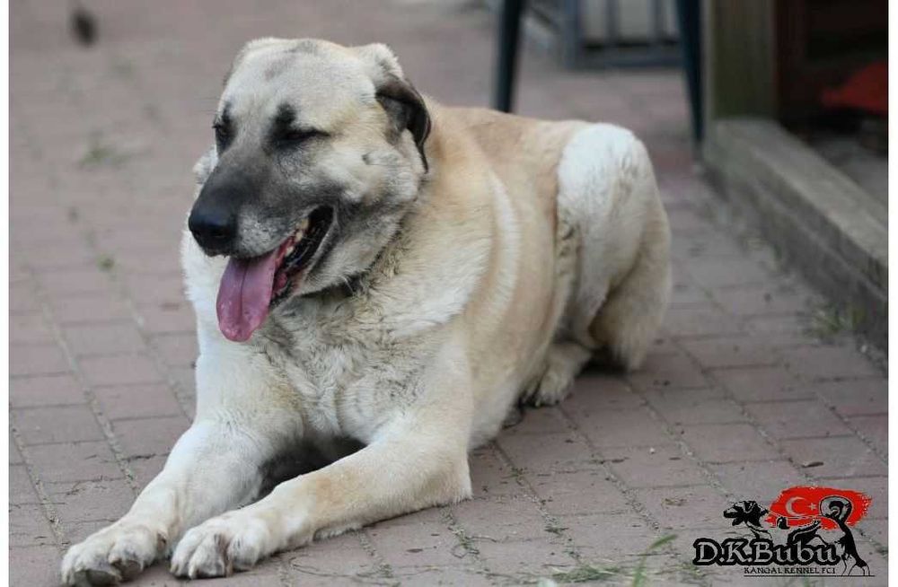 Kangal miot Aren& Bahir hodowla D.K.BUBU FCI