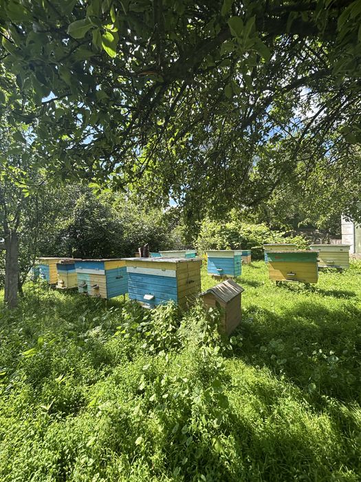 Продам вулики для бджіл