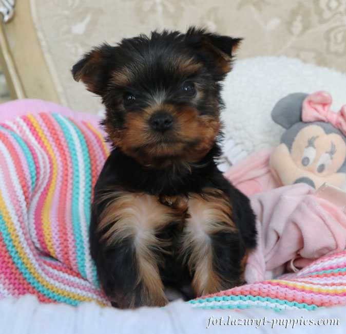 York, Yorkshire Terrier suczka z metryką ZKwP/FCI - prawdziwy rodowód