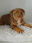 Amstaff śliczny piesek