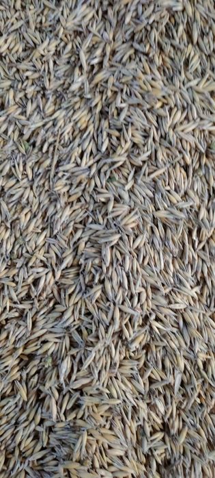 Sprzedam owies bingo