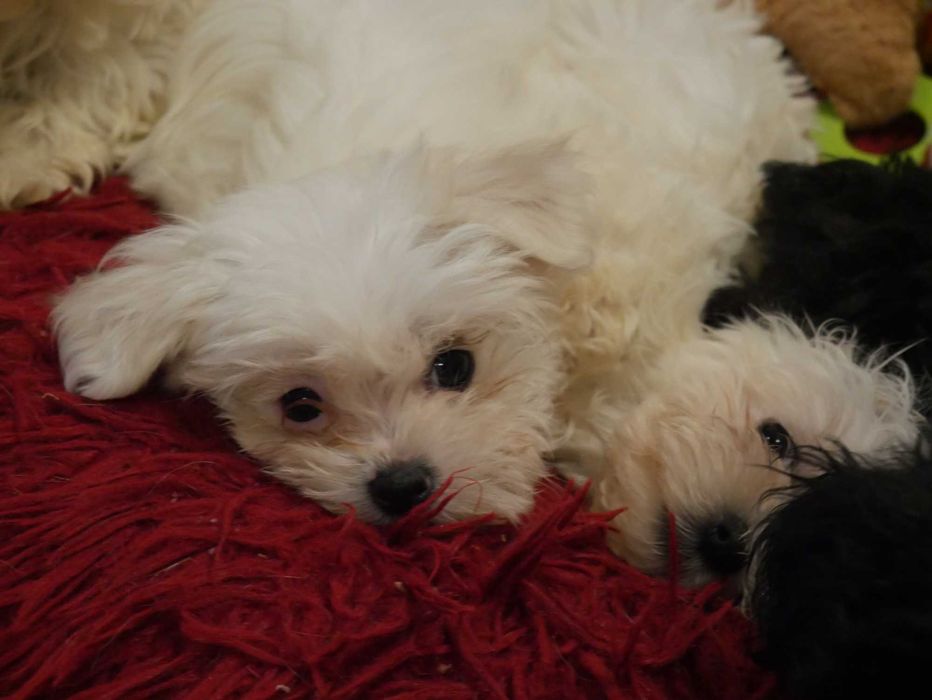 Maltańczyk -Mini sunia