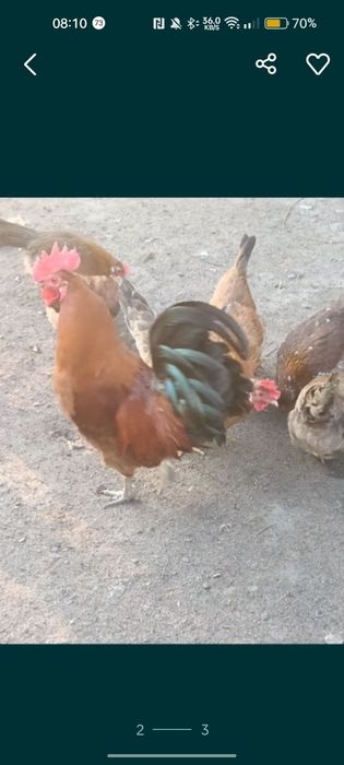 Jaja lęgowe zielononóżka kuropatwiana 30szt