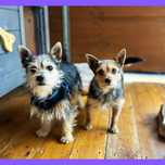 2 Yorki mix, razem do adopcji