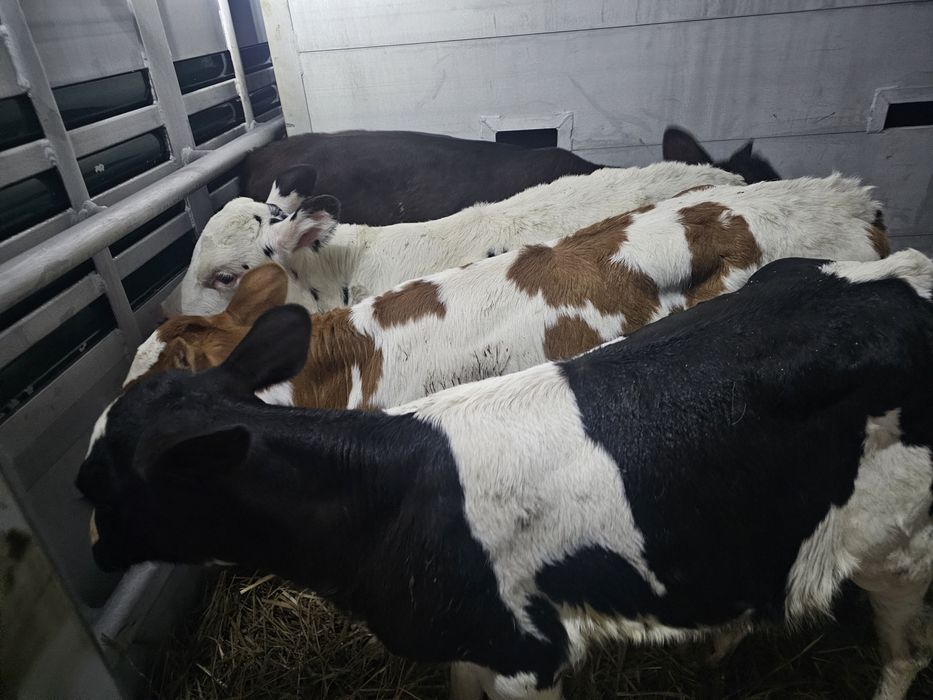 Sprzedam 4 jałoweczki 4 5 tygodnie