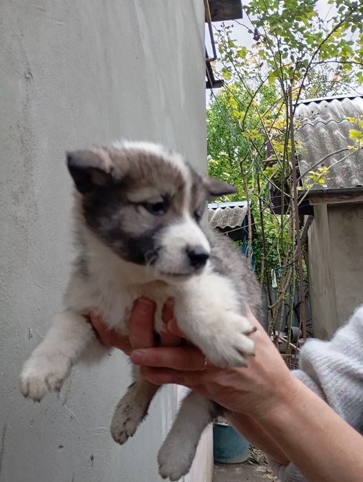 Цуценята 3500 лайка