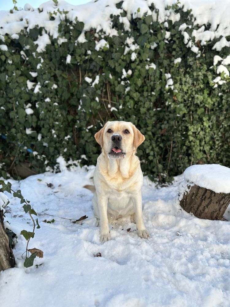 Labrador Retriever FCI