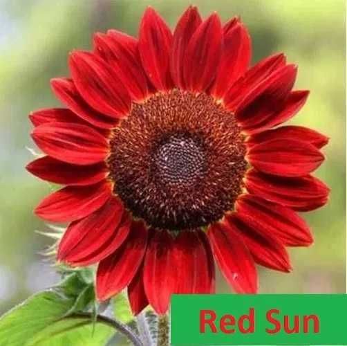 Słonecznik ozdobny Red Sun NASIONA * NA DOTACJE* różne kolory !!