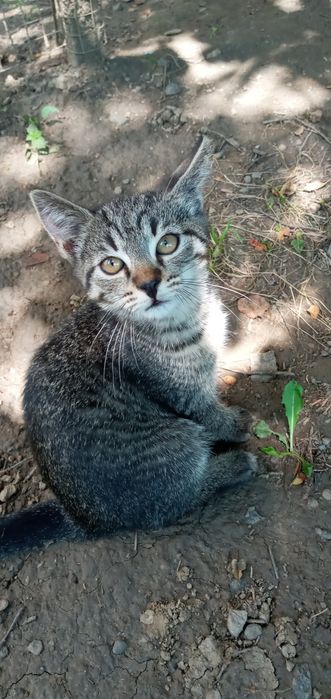 Котята потребують домівку і господаря
