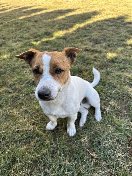 Джек Рассел вязка