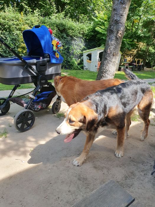 Oddam w dobre ręce dwie roczne sunie