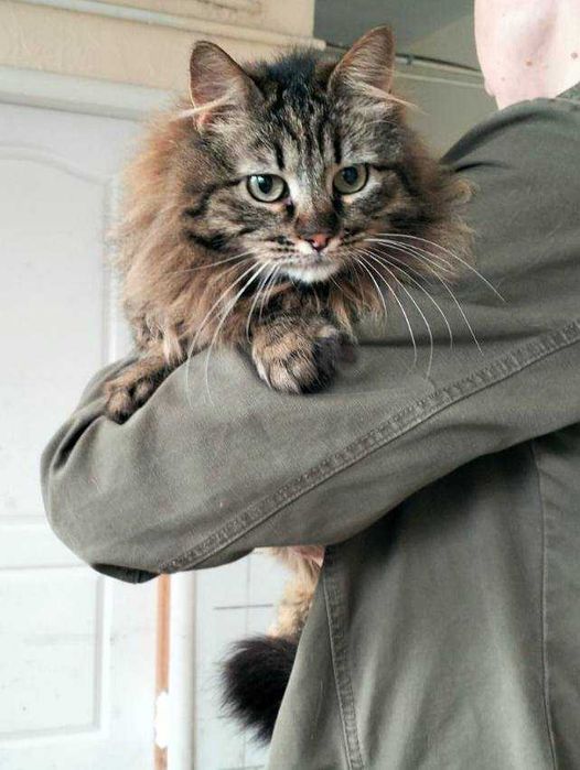 Стерилізована киця шукає дім