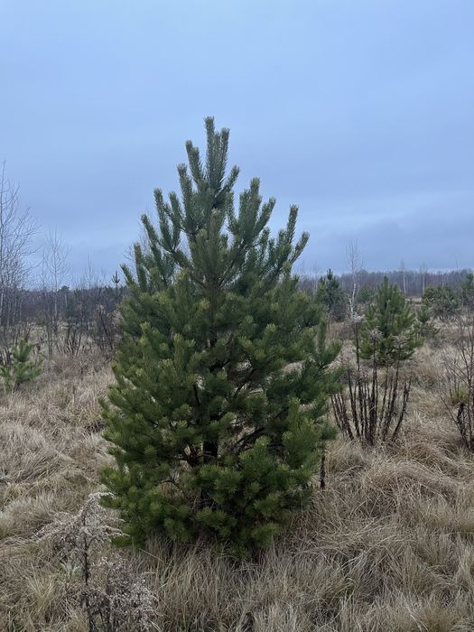 Новорічні Ялинки,Сосна