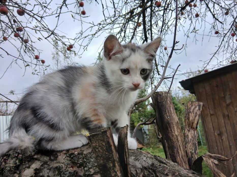 Кошеня кішка триколірна