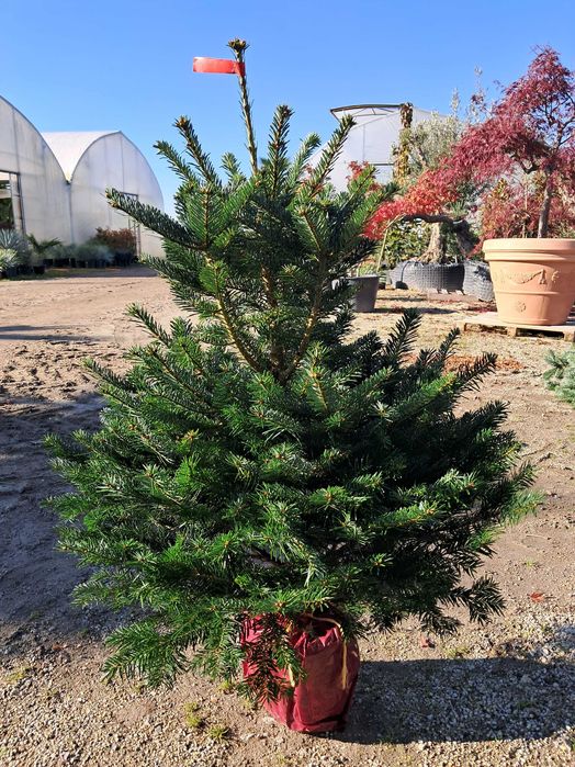 Jodła kaukaska w donicy, ukorzeniona 125-150cm WYSYŁKA