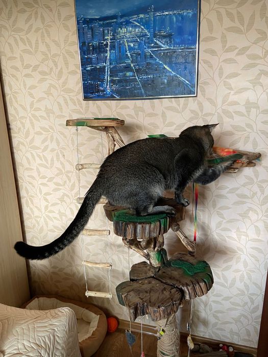 Кот Чаузи ф 4 в диком окрасе