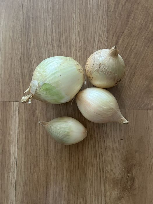 Cebula cukrowa z wlasnej uprawy