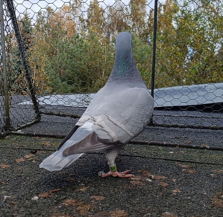 Gołębie pocztowe
