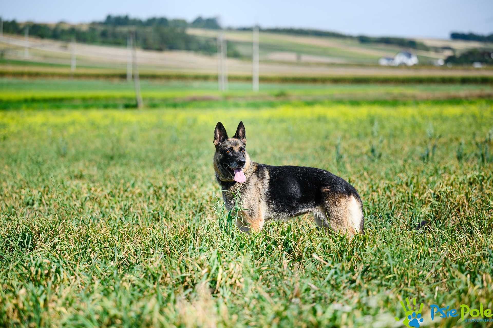 Piękna, bardzo miła, kontaktowa suczka RYTMIKA szuka  domku!