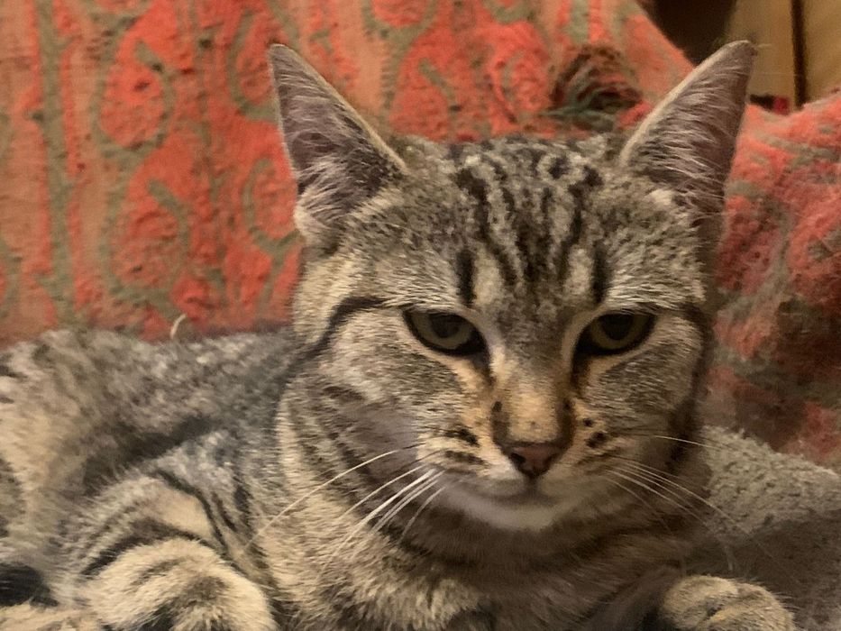 4=5miesięczna kotka szuka domu niewychodzącego