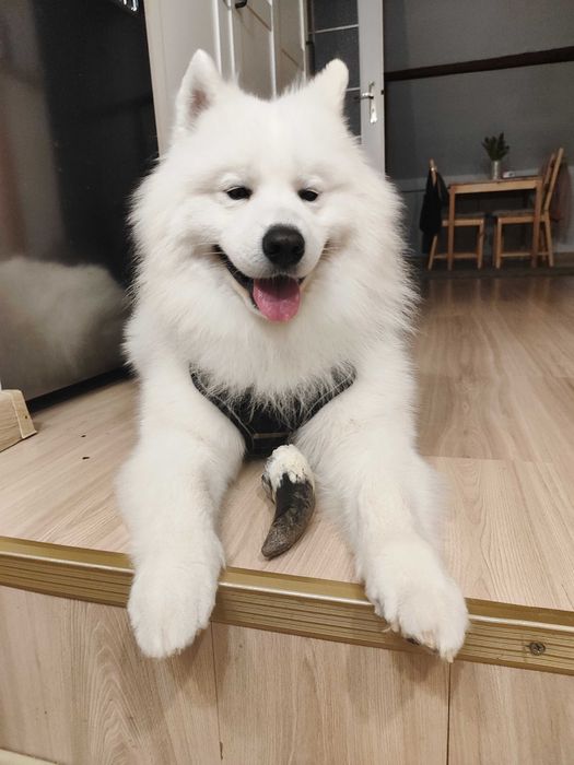 Reproduktor Samoyed zaprasza