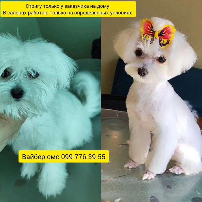 Груминг стрижка йоркширских терьеров 650грн