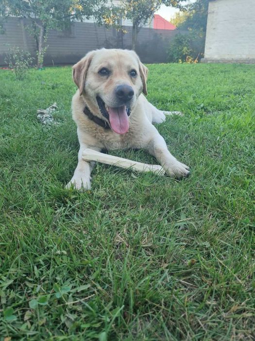 Продам дівчинку Лабрадора