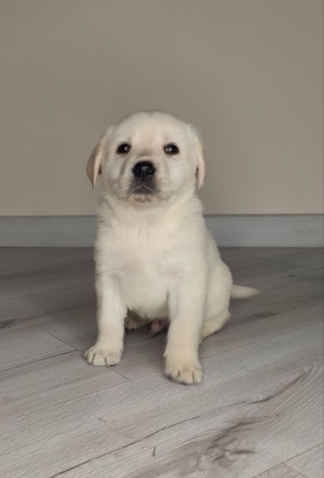 Лабрадор щеня чистокровне