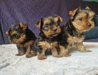 Yorkshire terrier miniaturka