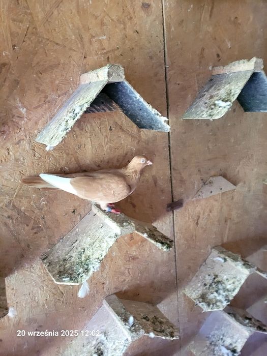 Gołębie budapeszty, deresze, ciaposze