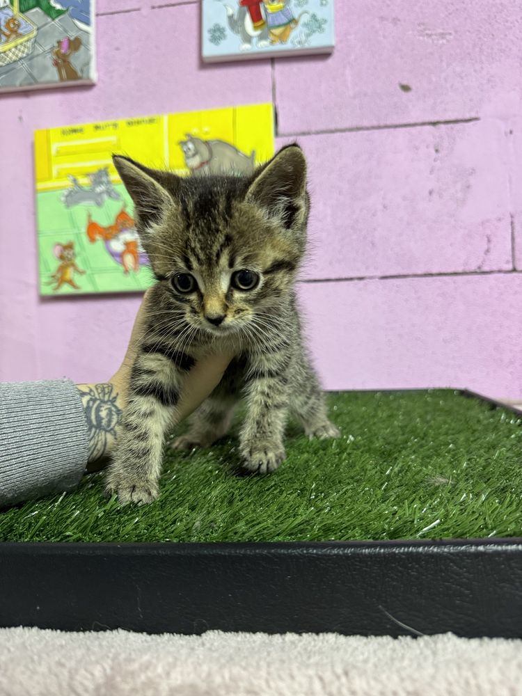Кошеня дівчинка безкоштовно котенок