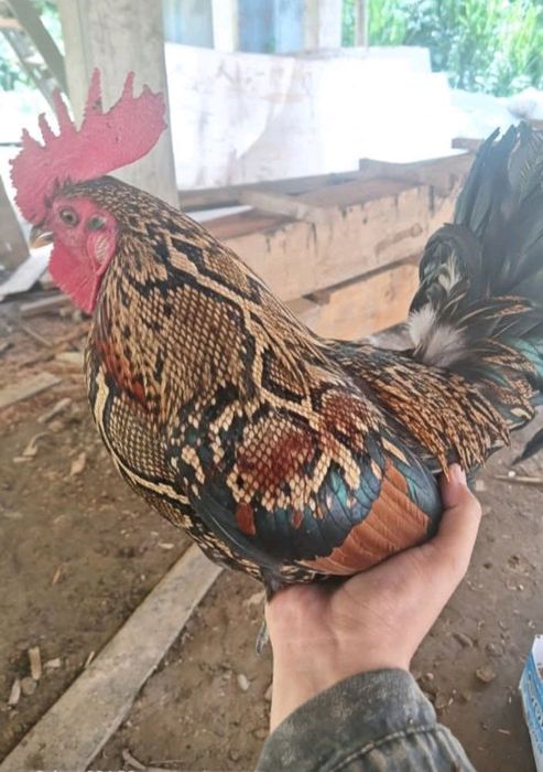 Півень домашня птиця