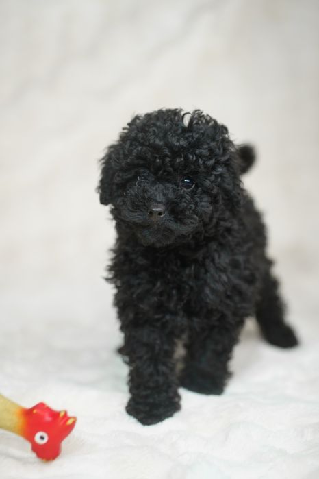 Pudel miniatura czarny