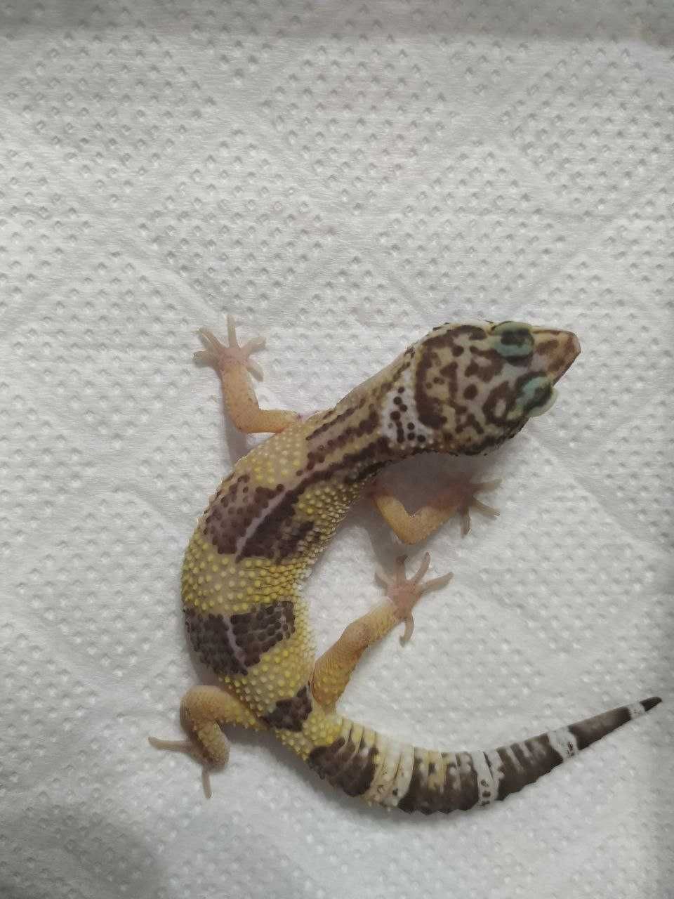 Эублефар Tremper Albino 66% het Eclipse. самка