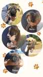 Cachorros com 3 meses para adoçao responsável