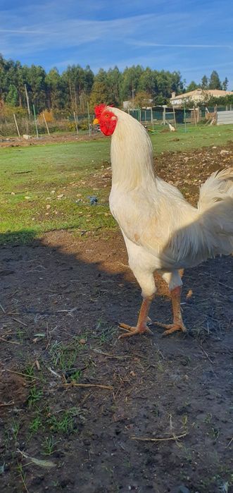 Galo indio Branco