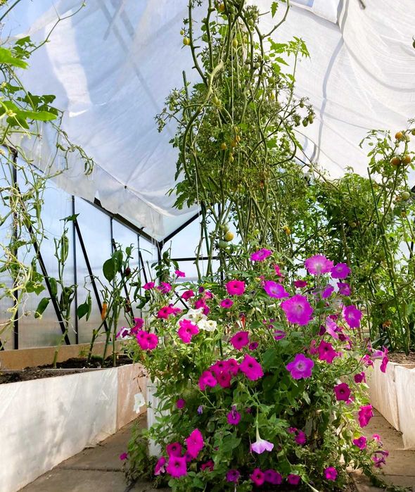 Szklarnia ogrodowa z poliwęglanu Premium bezpłatna dostawa