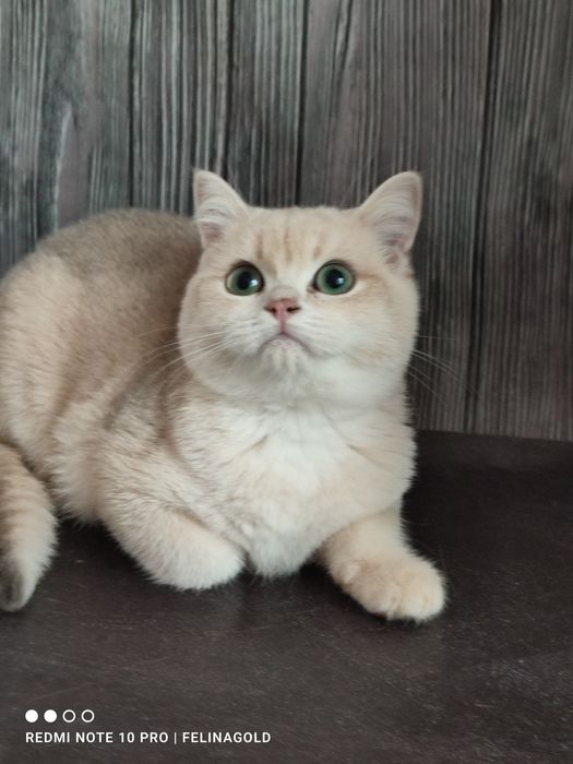 Британський котик ау 12