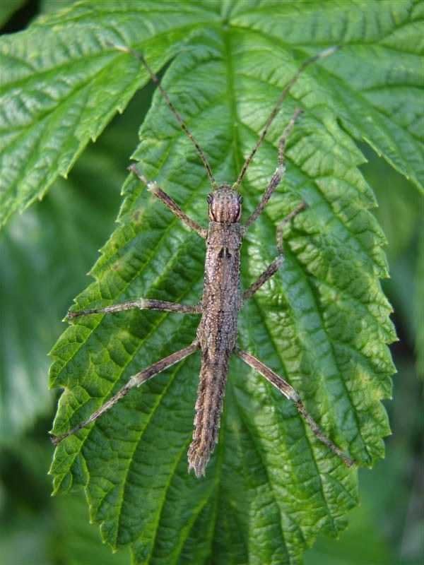 Straszyki nowogwinejskie Eurycantha calcarata 3szt